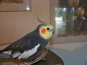 Lost Cockatiel