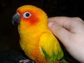 Lost Conure