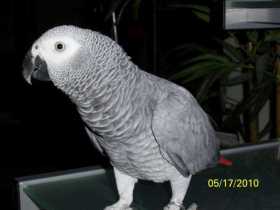 Lost African Grey