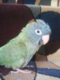 Lost Conure