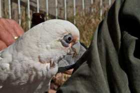 Lost Cockatoo