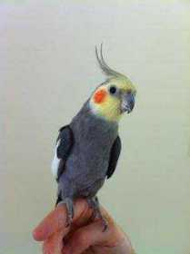 Lost Cockatiel