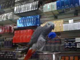 Lost African Grey