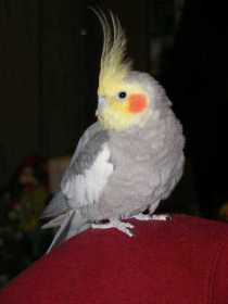 Lost Cockatiel