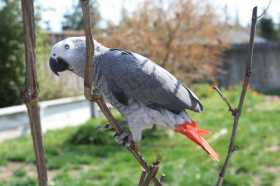 Lost African Grey