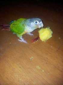 Lost Conure