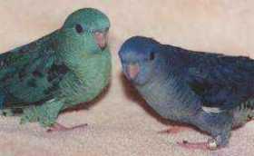 Lost Lineolated Parakeet