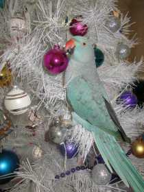 Lost Indian Ringneck Parakeet