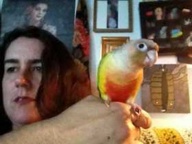 Lost Conure