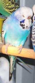 Lost Budgerigar