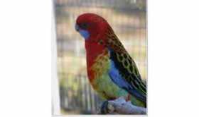 Lost Rosella