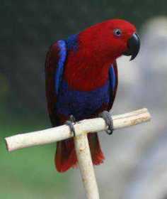 Lost Eclectus