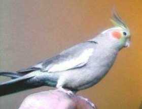 Lost Cockatiel