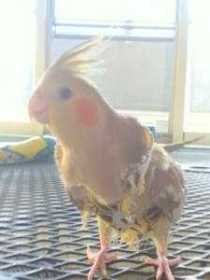 Lost Cockatiel