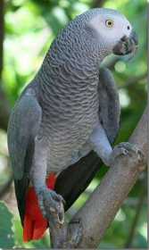 Lost African Grey