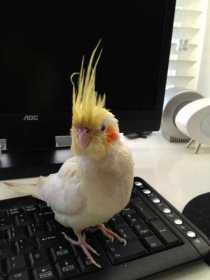 Lost Cockatiel