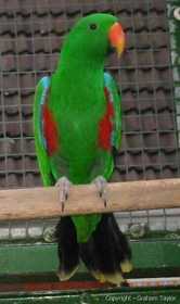 Lost Eclectus