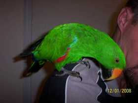 Lost Eclectus