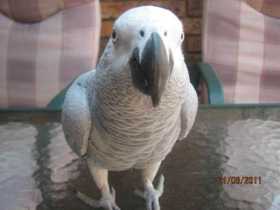 Lost African Grey