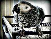 Lost African Grey