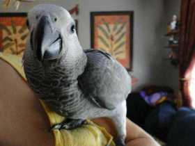 Lost African Grey