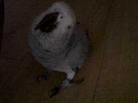 Lost African Grey