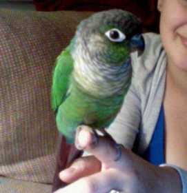 Lost Conure