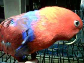 Lost Eclectus