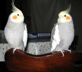 Lost Cockatiel