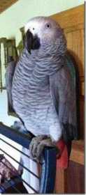 Lost African Grey