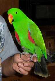 Lost Eclectus