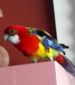 Lost Rosella