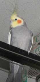 Lost Cockatiel