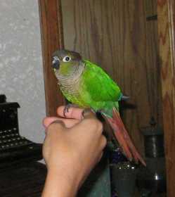 Lost Conure