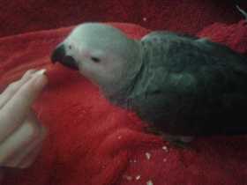 Lost African Grey