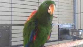 Lost Eclectus