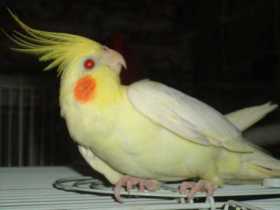 Lost Cockatiel