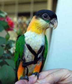 Lost Caique