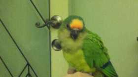 Lost Conure