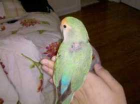 Lost Lovebird