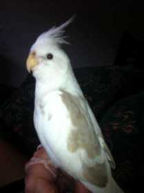 Lost Cockatiel