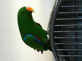 Lost Eclectus