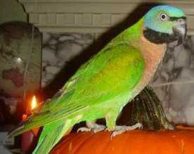 Lost Mustached / Moustached Parakeet