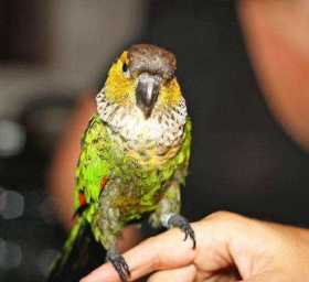 Lost Conure