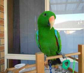 Lost Eclectus