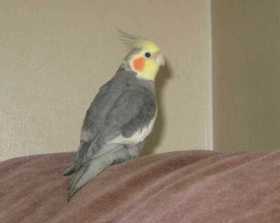 Lost Cockatiel