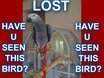 Lost African Grey