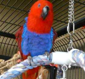 Lost Eclectus