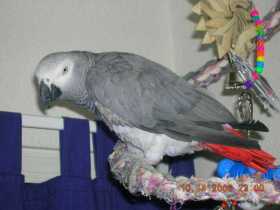 Lost African Grey