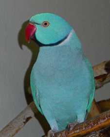 Lost Indian Ringneck Parakeet